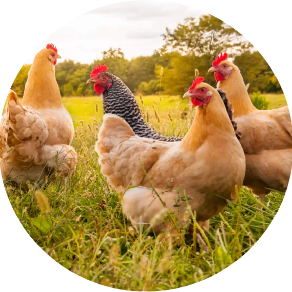 CIRCULO GALLINAS 2 CIRCULO GALLINAS 2